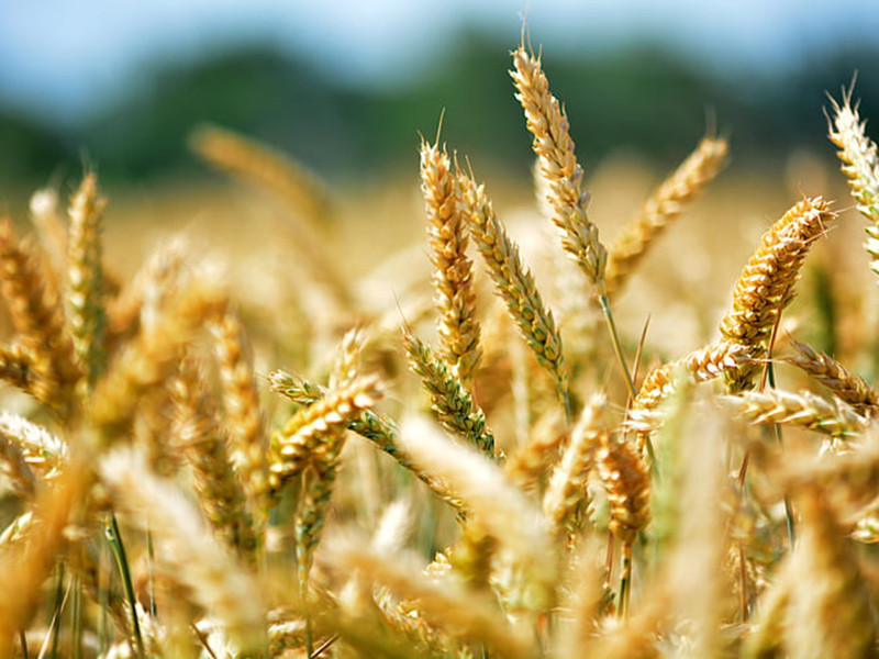 真菌毒素快速檢測儀不受外界溫濕度影響