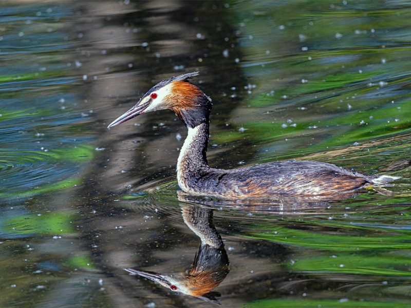 水中藍綠藻是什么