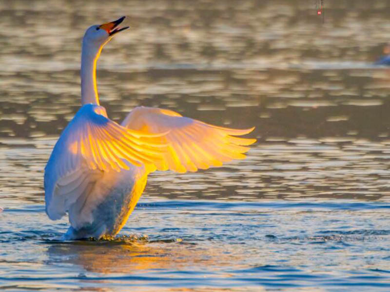 生物毒性測定儀測定原理（生物毒性測定儀優(yōu)勢特點）