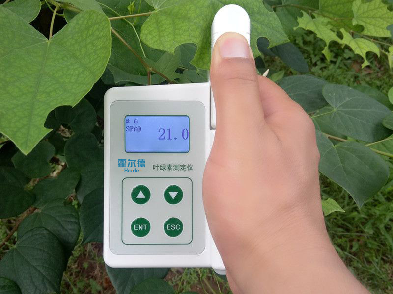 葉綠素含量會影響植物生長嗎